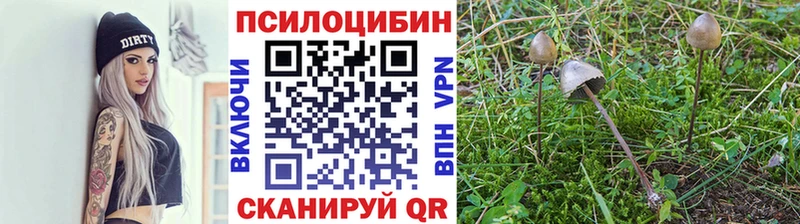 Псилоцибиновые грибы Psilocybe  купить  сайты  Симферополь 